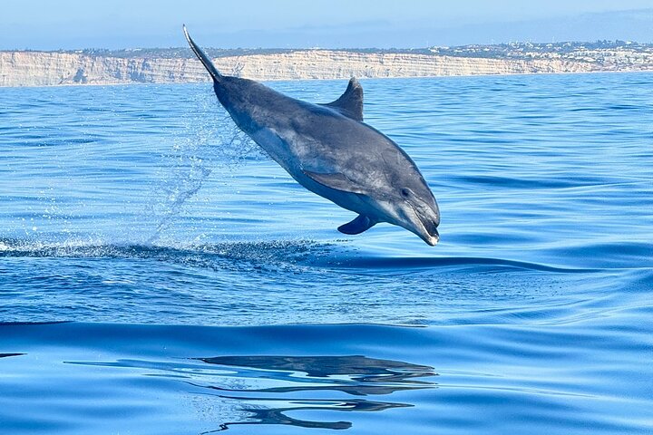  Dolphin Expedition Shared Speedboat Trip from Lagoa