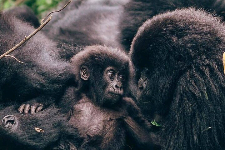1 Day Mountain Gorilla Trekking in Volcanoes National Park