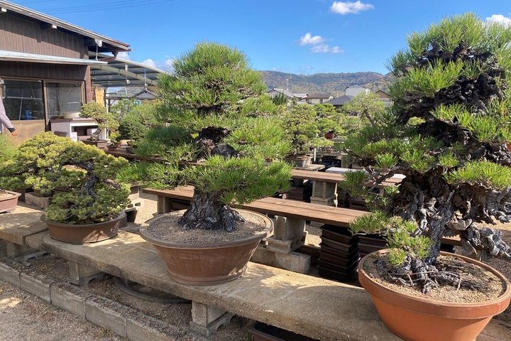 Kagawa Bonsai Private Tour (Kandaka Shojuen or Kitadani Yoseien)